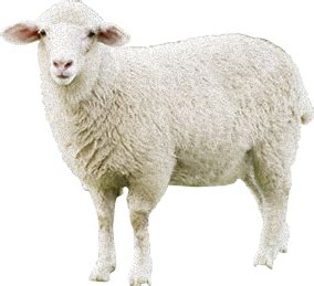 Sheep PNG Transparent Sheep.PNG Images. | PlusPNG