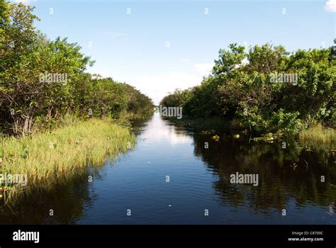 Pantanos de los everglades fotografías e imágenes de alta resolución