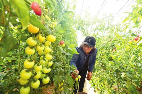 绿色种植 提质增效 太原新闻网太原日报报业集团 太原日报报业集团