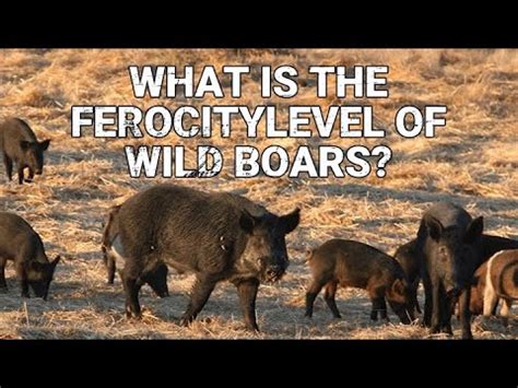 CamojojoWhat Is The Ferocity Level Of Wild Boars YouTube