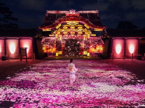 Experience Magic NAKED S Stunning Cherry Blossom Show At Nijo Castle 2025 Japan Travel Guide