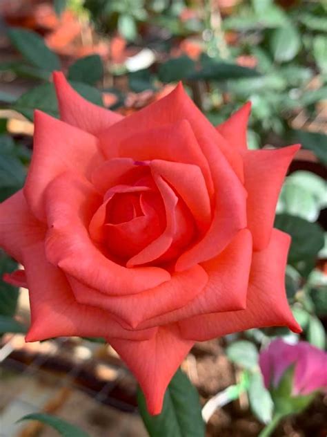 'Tropicana' Rose » Rose Plants • Teo Joo Guan