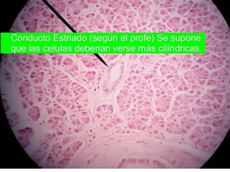 Practico 3 Epitelios Glandulares