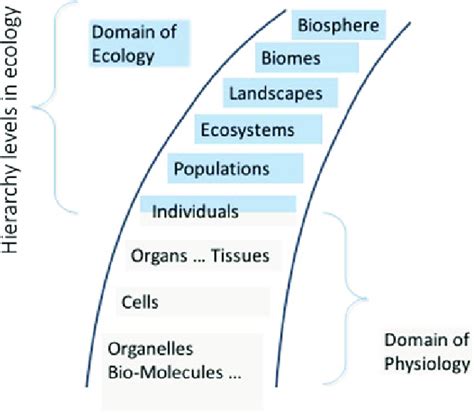 10 Hierarchy theory is used to structure the topics dealt with in ...