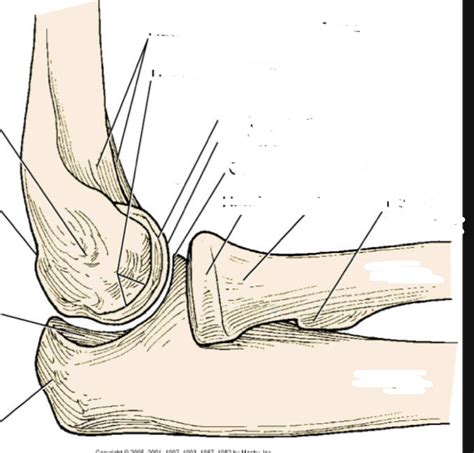 Lateral Elbow Anatomy Diagram Quizlet