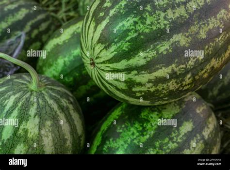 Green Watermelon Peel At Stephen Gallagher Blog