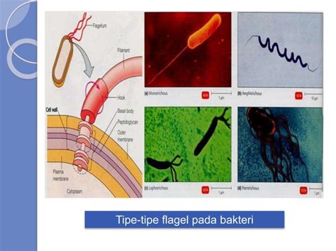 Mikrobiologi Dan Parasitologi Ppt