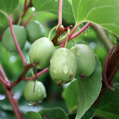 Kiwi Issai Actinidia Arguta Issai Native Plants Pflanzenversand