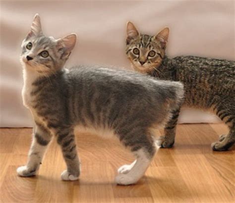 Manx vs American Bobtail - Breed Comparison | MyCatBreeds