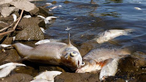 Poissons morts dans lOder l empoisonnement écarté le mystère s