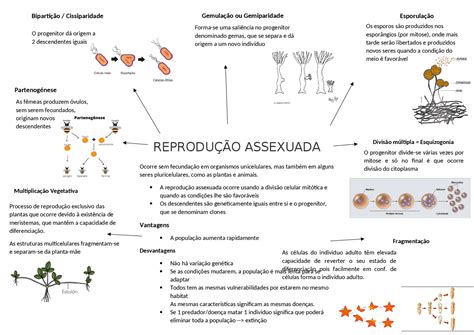 Vantagens Da Reprodução Assexuado - Reprodução Assexuada - esquema resumo - Docsity
