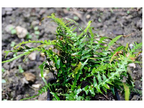 Asplenium X Ebenoides