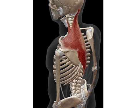 superior scapular: upward rotation of scapula Quiz