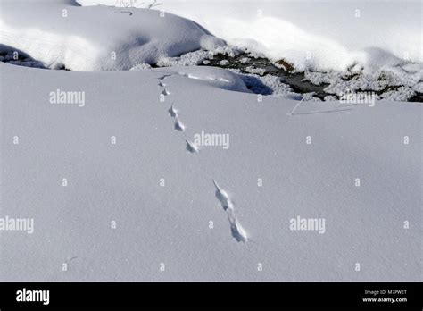 Weasel tracks Weasel tracks at top of Snow Pass Stock Photo - Alamy