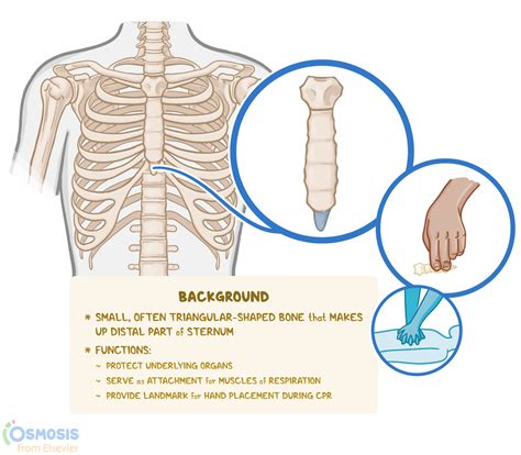 Xiphoid Process Anatomy Sonoguide Abdominal Aortic Aneurysm
