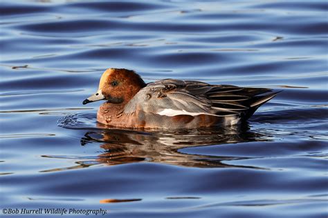 Wigeon Martin Mere WWT Bob Hurrell Wildlife Flickr