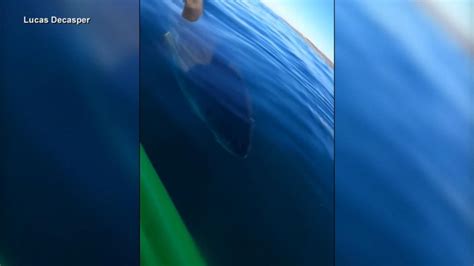 Kayaker Encounters Great White Shark Good Morning America