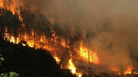 Incendios forestales han devastado miles de hectáreas de bosque en