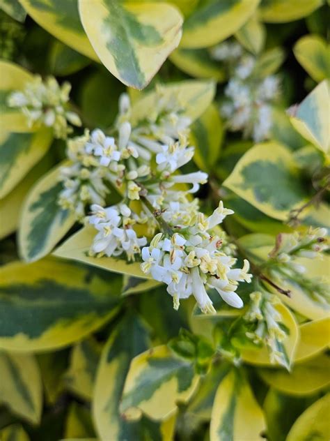 How To Grow Ligustrum ovalifolium | EarthOne