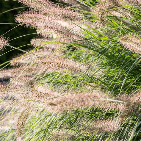 Szkółka Bylin Dobrepole Pennisetum Alopecuroides Little Bunny Rozplenica Japońska