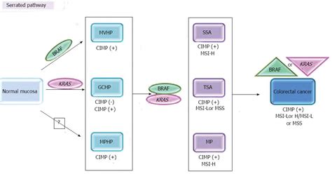 Showing 4 Serrated Polyp Subtypes A Microvesicular