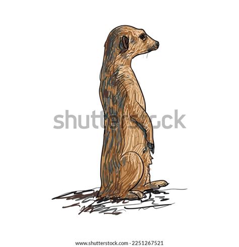 Cartoon Image Standing Mongoose Cartoon Character Stock Illustration 2251267521 | Shutterstock