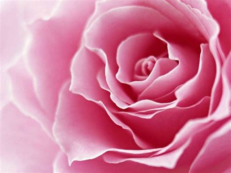 Significado de rosa rosa - Consejos para mi huerto