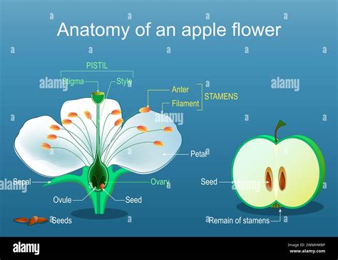 Anatomy Of Apple Flower Parts Of Flower And Fruit Fruit Development