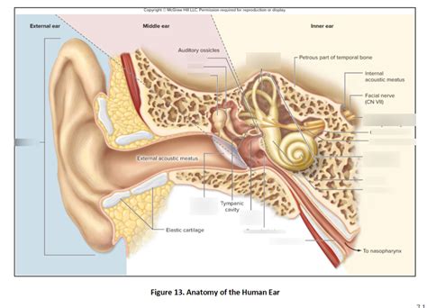 human anatomy lab ear diagram quizlet