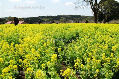 満開の菜の花が咲く都市農業センターの風景の写真素材 184480450 イメージマート