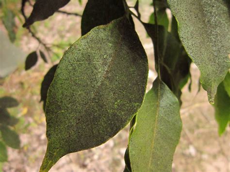 Por qué mi planta tiene manchas negras en las hojas