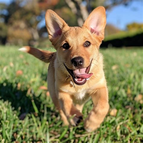 Corgi Mixes The Cutest Pictures And Info