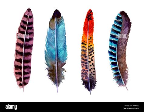 Feather Watercolor