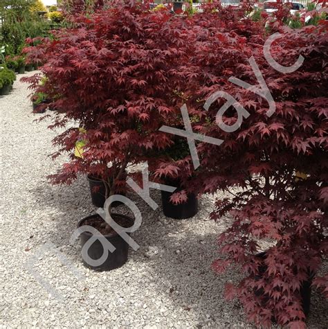 Клен японский 'Иромомидзи', купить, Acer palmatum 'Iromomidzi ...