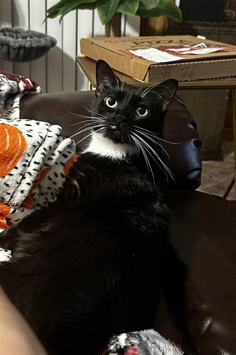 Can cats see ghosts? : r/TuxedoCats