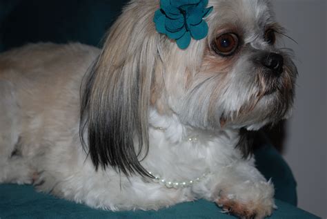 Images Of MY SUGAR BABE JapaneseClass Jp