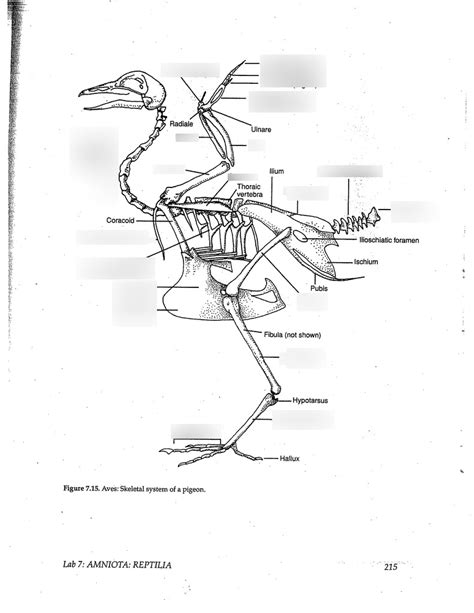 Bird Skeleton Diagram | Quizlet