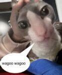 cat memes  funny images dreams quote