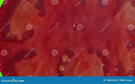 Tomate Rojo V Deo De La Animaci N 3D En Fondo Coralino De Vida Almacen