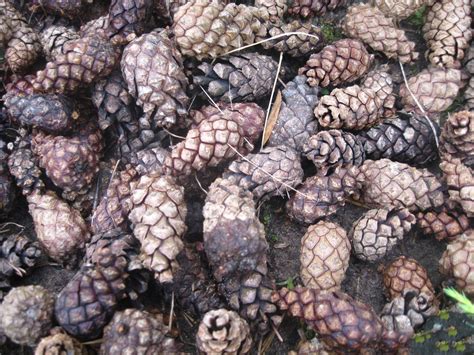 Мульча Шишками Фото — Mixyfotos.ru