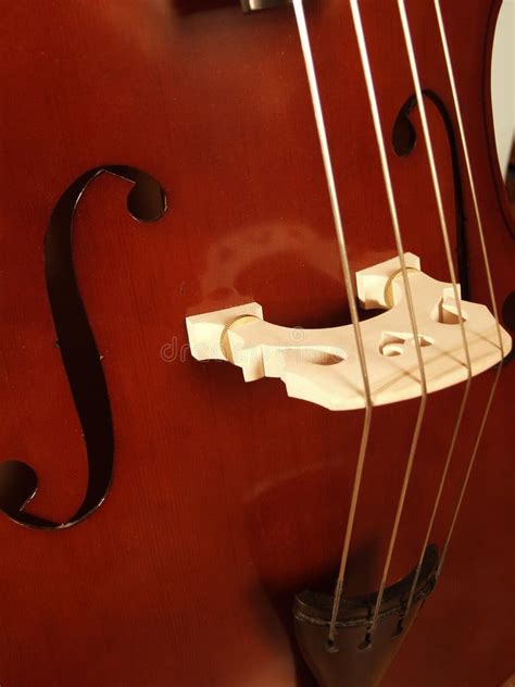 480 Upright Bass Stock Photos Free And Royalty Free Stock Photos From