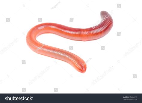 red worm isolated images stock  vectors shutterstock