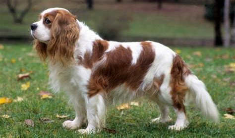 cavalier king charles spaniel national specialty  sadye conchita