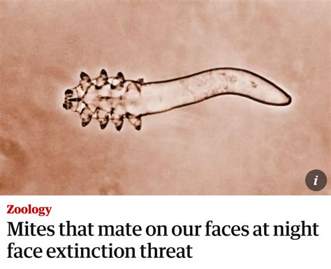 Apparently The Mites Having Sex On Our Faces At Night That I Never