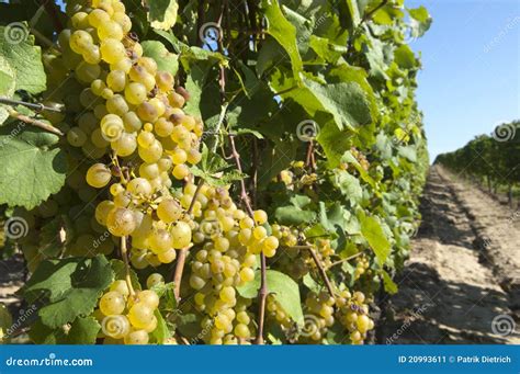 Wine Grapes in Harvest Season Stock Image - Image of harvest, drink ...