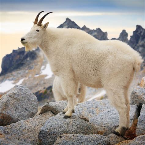 Footage of cyclist's encounter with mountain goat "on steroids" goes