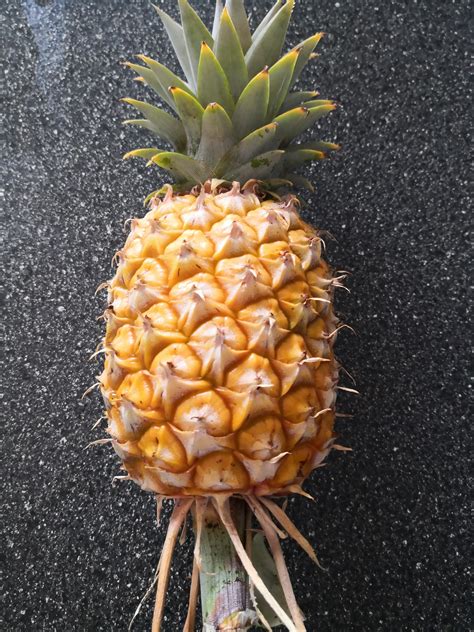 The Untold Truth About Pineapple Brat Fanfix: This Journey Will Shock You! Image 18