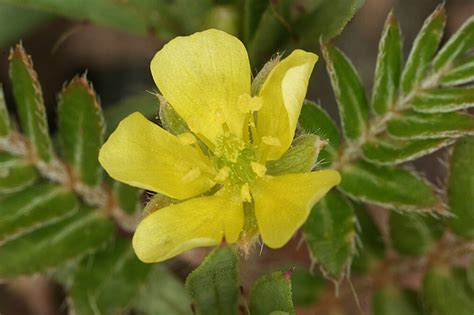 Tribulus Terrestris Demir Dikeni Nedir Faydaları Nelerdir