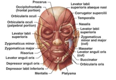 DAA Head Neck Myology Week 6 Flashcards Quizlet