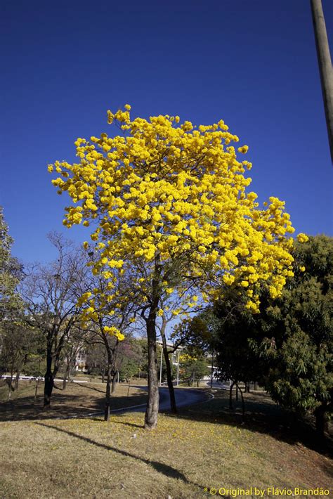 Ipê Amarelo Tabebuia chrysotricha or ochracea Ipê amar Flickr